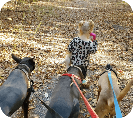 A dog walking with two other dogs on a leash.